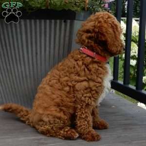 Mario, Cavapoo Puppy